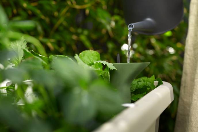 noa potager sur pied gris chaud